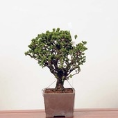 �����ߺϡ������в�ɰ(�ҤΤ�)�����ʡ�*�ҥΥ���Hinoki