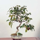 �����ߺϡ�������(�б����)���� *�ĤФ����ĥХ� Tsubaki