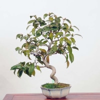 出雲大社赤藪椿　[半懸崖]　大品盆栽 小品盆栽専門店 湘風園 - 藪椿出雲大社 | Facebook