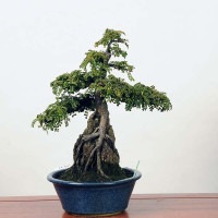 中品盆栽：磯ざんしょ石付(磯山椒）現品*サンショウ Isozansyo