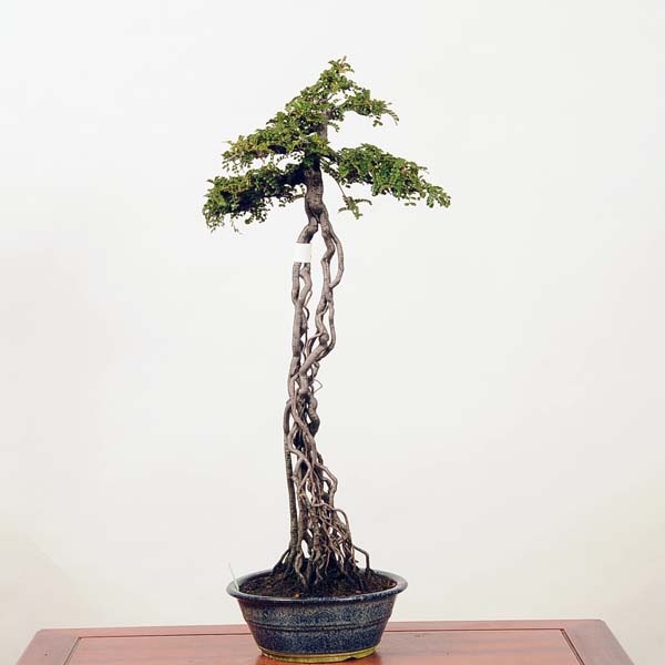 中品盆栽：磯ざんしょ(磯山椒）現品*サンショウ Isozansyo | すべての