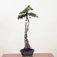 中品盆栽：磯ざんしょ(磯山椒）現品*サンショウ Isozansyo | すべての