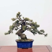 �����ߺϡ��������վ� ���� *���褦�ޤġ����襦�ޥġ�Goyoumatsu