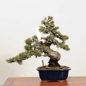 �����ߺϡ��������վ� ���� *���褦�ޤġ����襦�ޥġ�Goyoumatsu