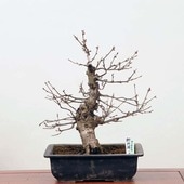 �����ߺϡ�����(�ץ�ȭ)  *���� �����顡�����顡Gosyosakura