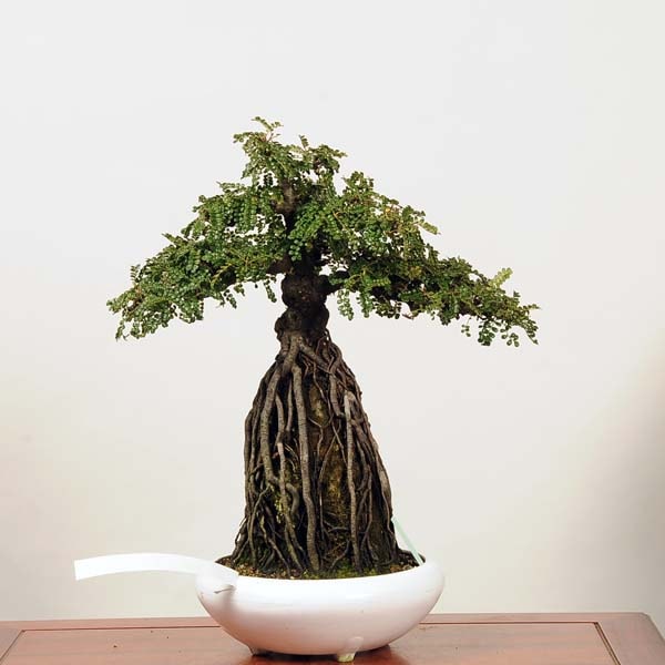 中品盆栽：磯ざんしょいい石付(磯山椒）現品(プラ鉢)*サンショウ