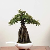 �����ߺϡ��뤶�󤷤礤������(�뻳ܥ�˸���(�ץ�ȭ)*���󥷥祦��Isozansyo