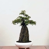 �����ߺϡ��뤶�󤷤�����(�뻳ܥ�˸���(�ץ�ȭ)*���󥷥祦��Isozansyo