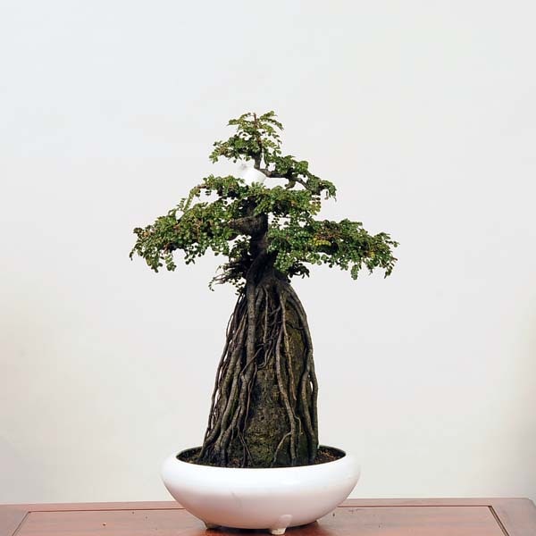 中品盆栽：磯ざんしょ石付(磯山椒）現品(プラ鉢)*サンショウ Isozansyo