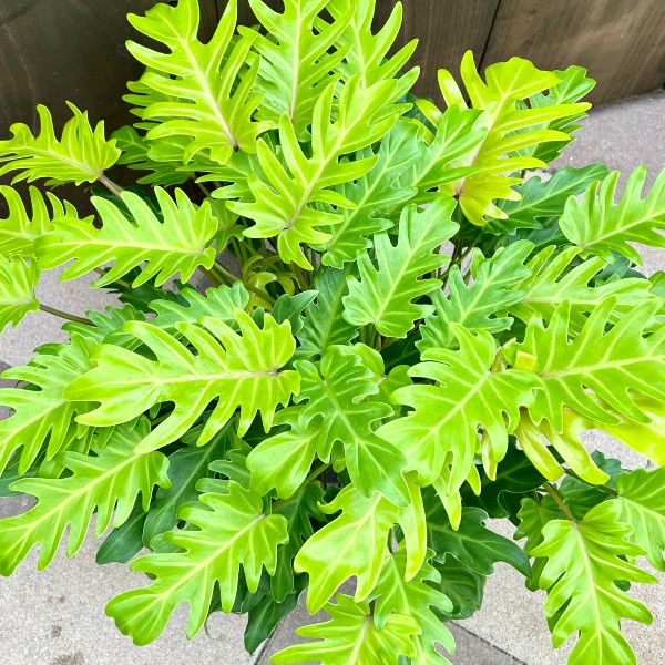 観葉植物 フィロデンドロン ゴールデンザナドゥ クッカバラ 根上り 幹