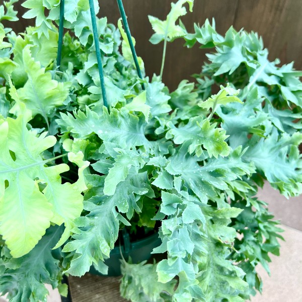 おしゃれ 観葉植物：フレボディウム ダバナ*7号 吊り鉢 | 観葉植物