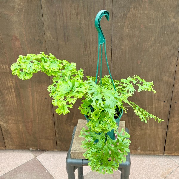 おしゃれ 観葉植物：ポリポジウム ファラックス*5号 吊り鉢 ポリ