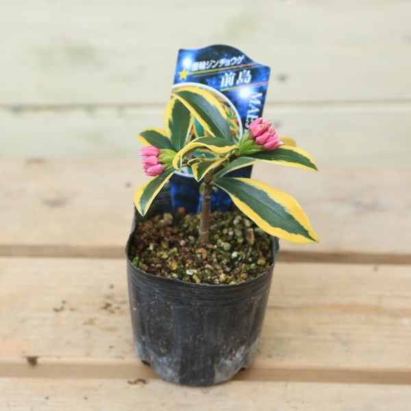 �ġ�ʤ��������(������祦��)����*������礦��