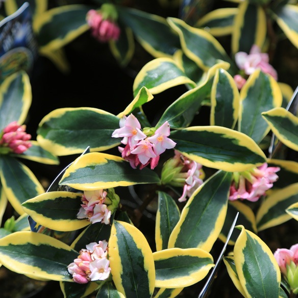 2023SS ロイスクレヨン アンドエルシー Lois CRAYON &ellecy 紫丁香花  