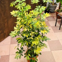 おしゃれ 観葉植物：シェフレラ トリネッティ*斑入り ホンコンカポック