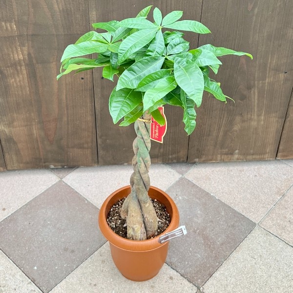 おしゃれ 観葉植物：ねじりパキラ*7号 茶ポット ネジリパキラ