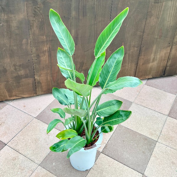 おしゃれ 観葉植物：ストレリチア レギネ*8号 プラポット 大型ヤマト便