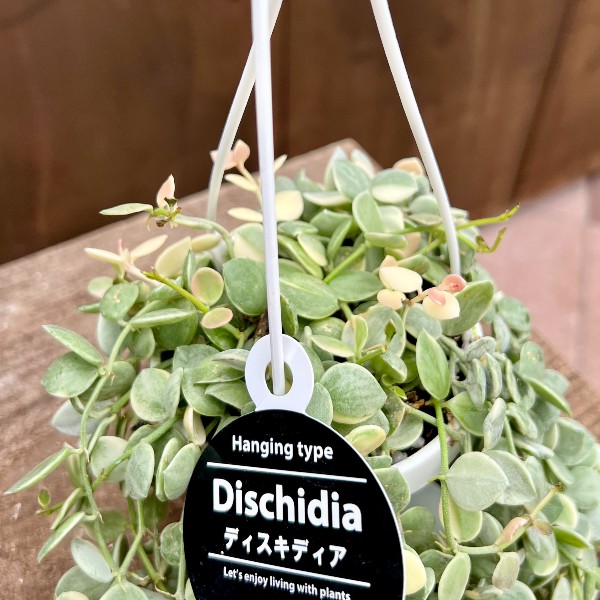 おしゃれ 観葉植物：ディスキディア ヌンムラリア バリエガータ*斑入り