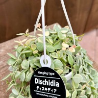 おしゃれ 観葉植物：ディスキディア ヌンムラリア バリエガータ*斑入り