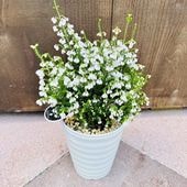 ���� ȭ�� ���տ�ʪ��������󥨥ꥫ*