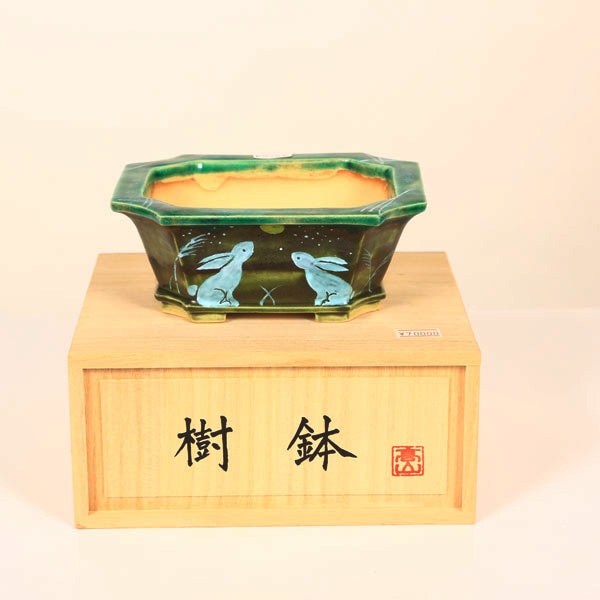 盆栽小鉢：桂雲 長方隅切鉢 14.9cm 【現】*資材 | すべての商品 | 遊恵