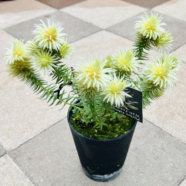 鉢花 花苗 ガーデニング 観葉植物：フィリカ プベッセンス ワフト