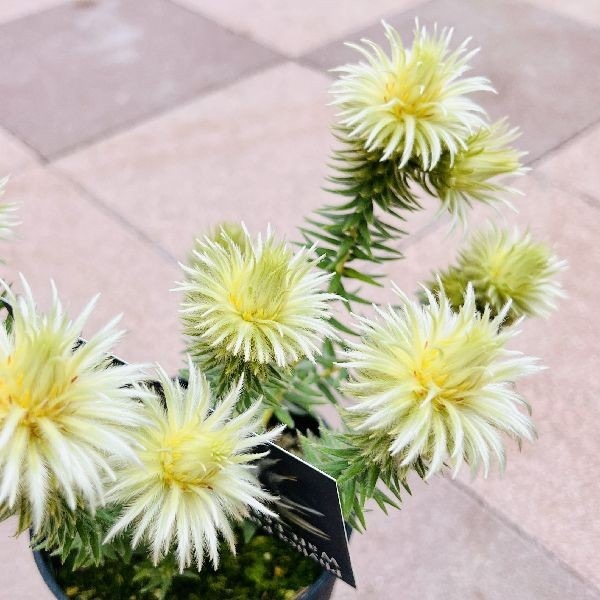 鉢花 花苗 ガーデニング 観葉植物：フィリカ プベッセンス ワフト