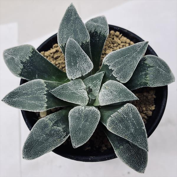 多肉植物：ハオルチア ピグマエア*M 幅10cm | サボテン＆多肉