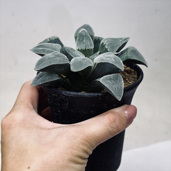 多肉植物 多肉植物 ハオルチア ピグマエアミュータント(変異株) 観葉