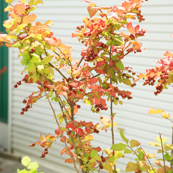 希少庭木・植木：ナツハゼ（なつはぜ）* 現品限り！ 樹高：約170cm