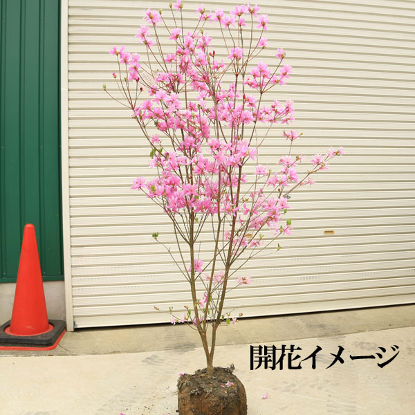 特撰庭木 植木 花木：コバノミツバツツジ（小葉のミツバツツジ