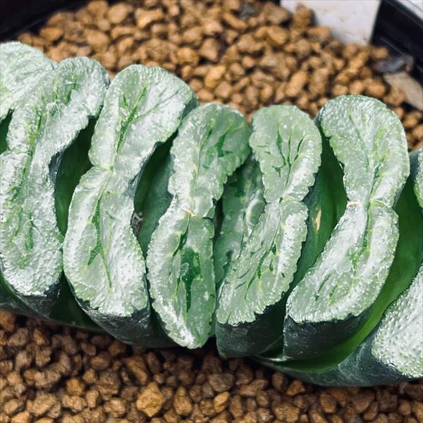〓多肉植物〓ハオルチア属-玉扇 『大窓流多葉白線 M4』 ☆
