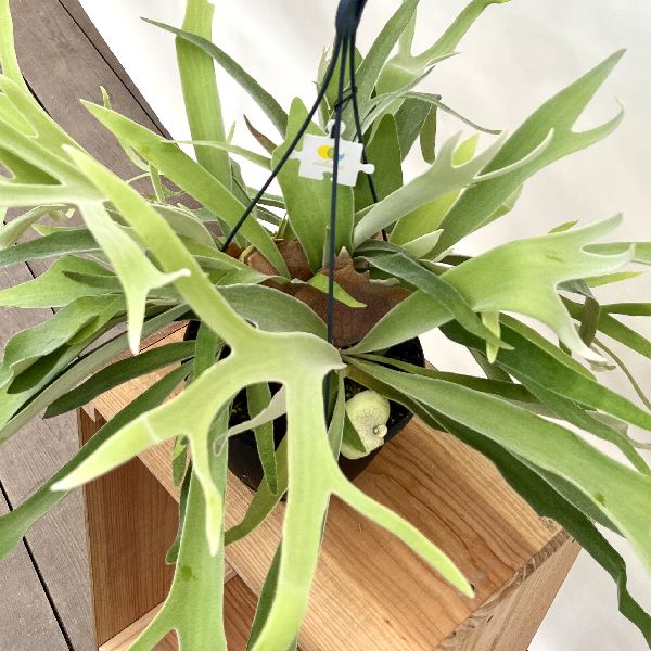 おしゃれ 観葉植物：ビカクシダ コウモリラン ビーチー*7号 吊り