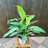 ������� ���տ�ʪ�����ѥƥ��ե���� ���󥻡������ �Хꥨ������*5�� ���ѥåƥ� �Хꥨ���� Spathiphyllum