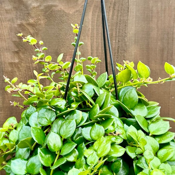 おしゃれ 観葉植物：エスキナンサス タイピンク*5号 吊り鉢 【2024.02