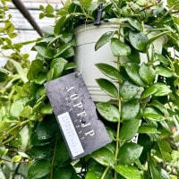 おしゃれ 観葉植物：エスキナンサス タイピンク*5号 吊り鉢 【2024.02