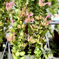 おしゃれ 観葉植物：エスキナンサス タイピンク*5号 吊り鉢