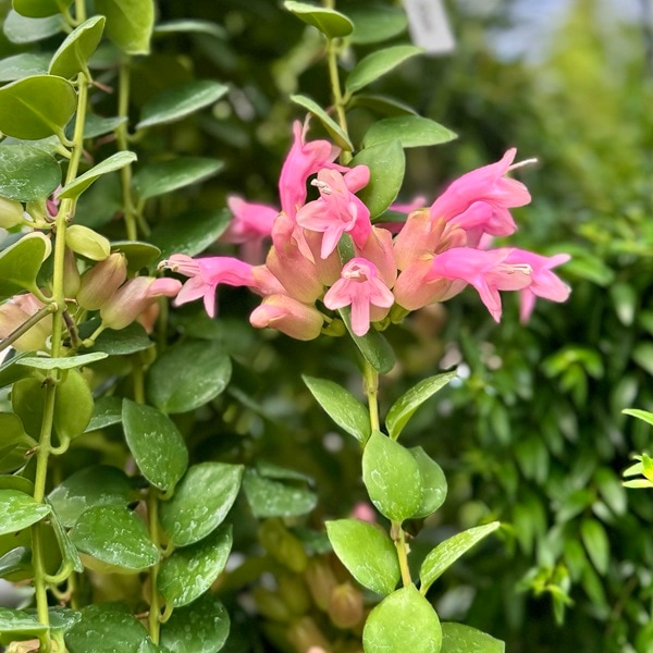 おしゃれ 観葉植物：エスキナンサス タイピンク*5号 吊り鉢 【2024.02