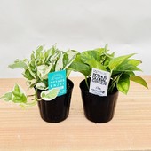 ������� ���տ�ʪ���ݥȥ� ���󥸥祤���������Х륰�꡼��*�ݥå��� ���å�