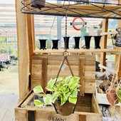 ������� ���տ�ʪ���ݥȥ� ���󥸥祤*��������ݥå� �ߤ�