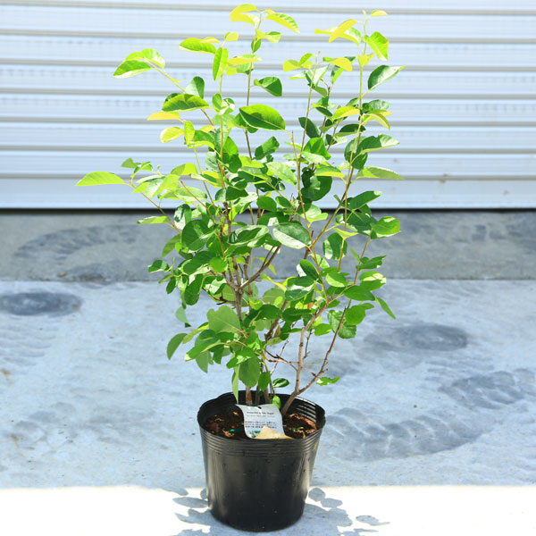 庭木・植木 苗木：ジューンベリー(リージェント)*特大品 | 植木＆庭木
