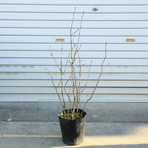 ジューンベリー　特大 庭木・植木 苗木：ジューンベリー(リージェント)*特大品 | 植木＆庭木