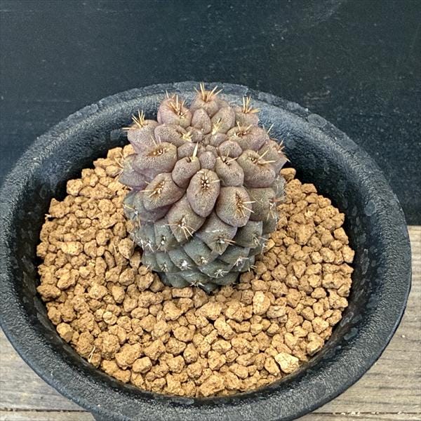 サボテン：ヒルホカクタス ディモルフュス 実生*幅3cm | サボテン