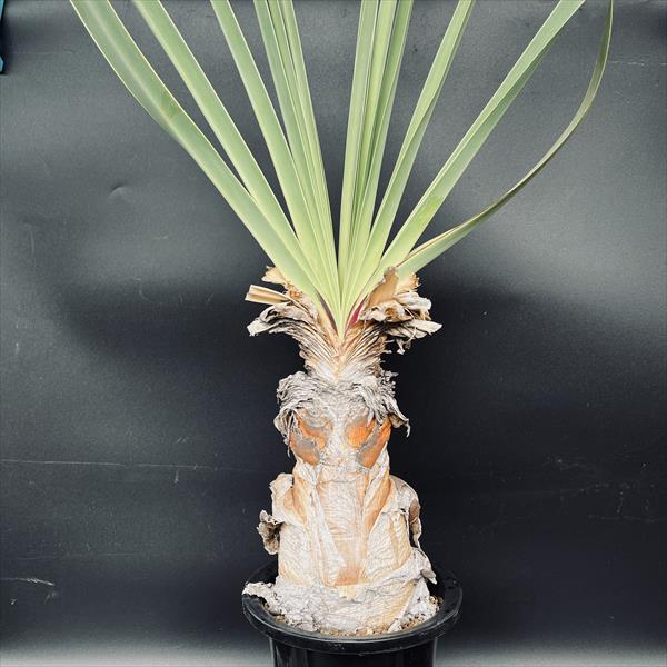 コーデックス：ブーファン ディスティカ*塊幅11cm 現品！一品限り