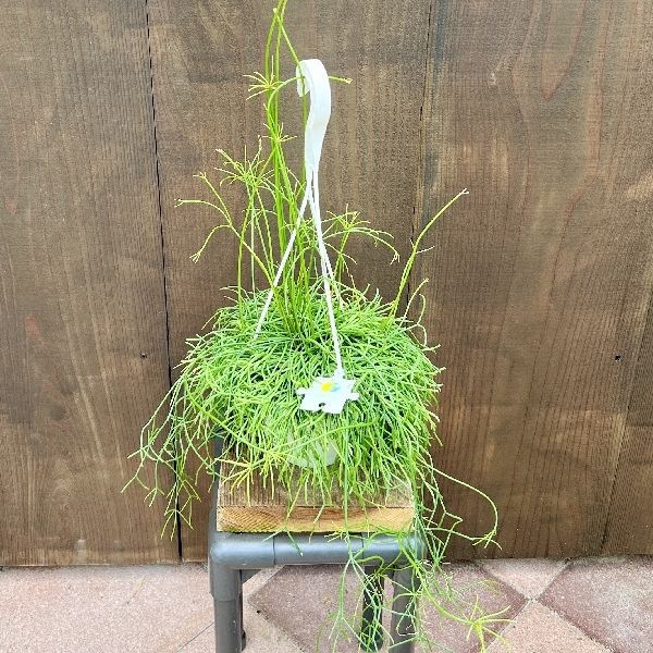 おしゃれ 観葉植物：リプサリス カスッサ*5号 吊り鉢 Rhipsalis