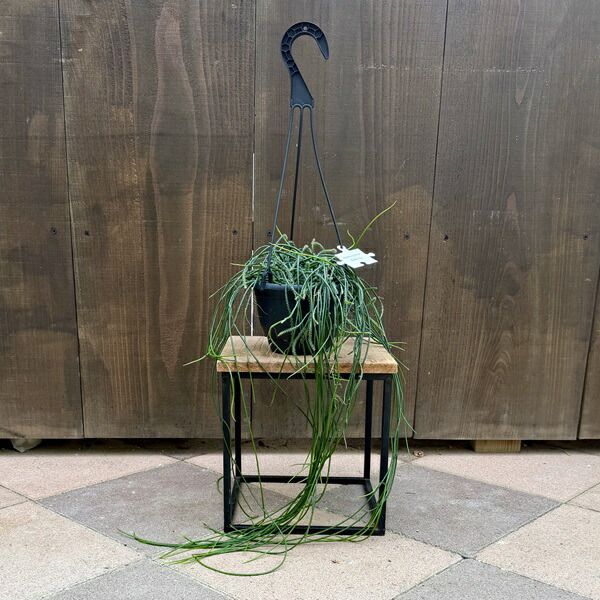 おしゃれ 観葉植物：リプサリス プニセオディスカス*5号 吊り鉢 プ