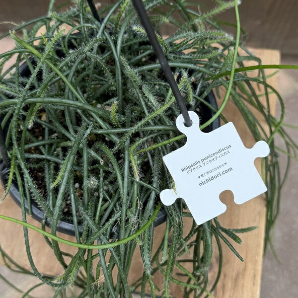おしゃれ 観葉植物：リプサリス プニセオディスカス*5号 吊り鉢 プ