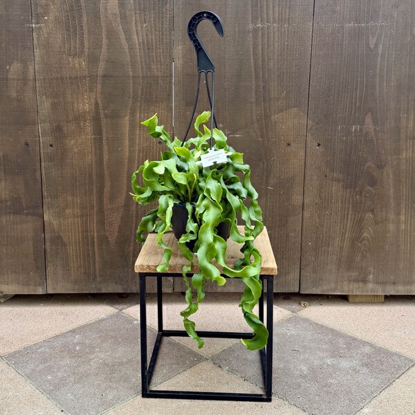 おしゃれ 観葉植物：エピフィラム グアテマレンシス*5号 吊り鉢 | 観葉