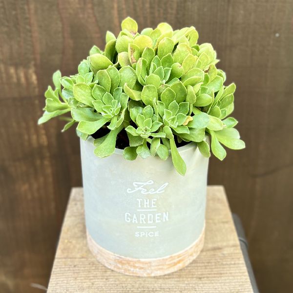 おしゃれ 観葉植物：アエオニウム レモネード*鉢植え 受皿付 Aeonium