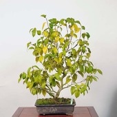 �����ߺϡ���(��)������ *�ĤФ����ĥХ� Tsubaki